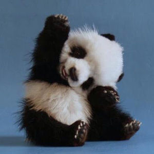 Meet your Posher, Howard